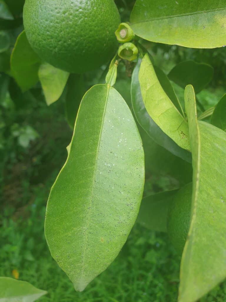 Citrus aurantium var. Cyathifera "Zadaidai"