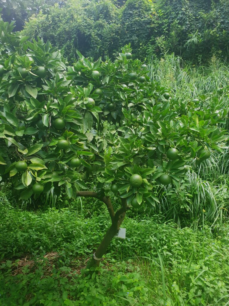 Citrus aurantium var. Cyathifera "Zadaidai"