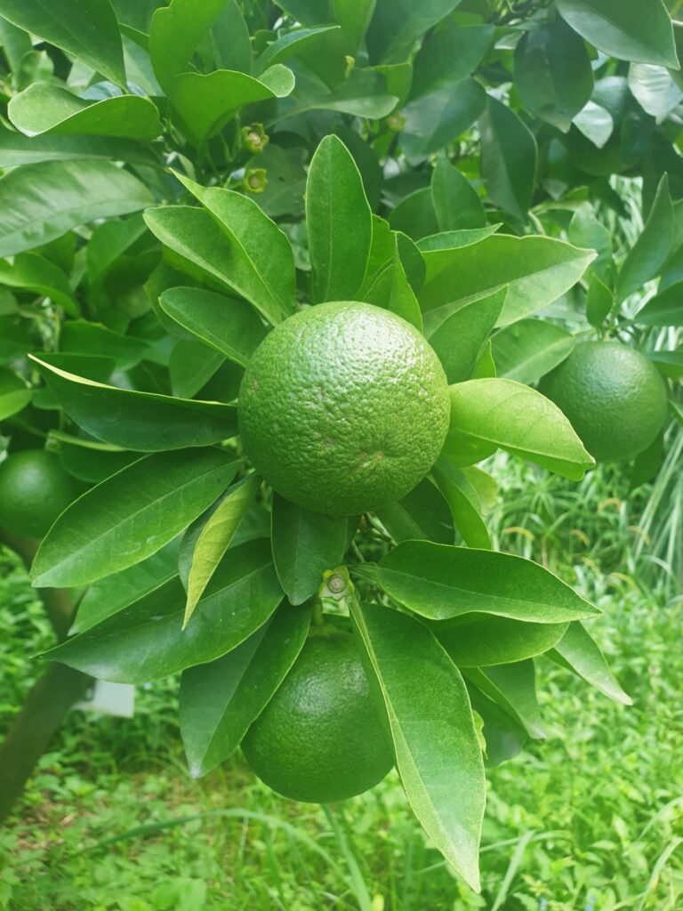 Citrus aurantium var. Cyathifera "Zadaidai"