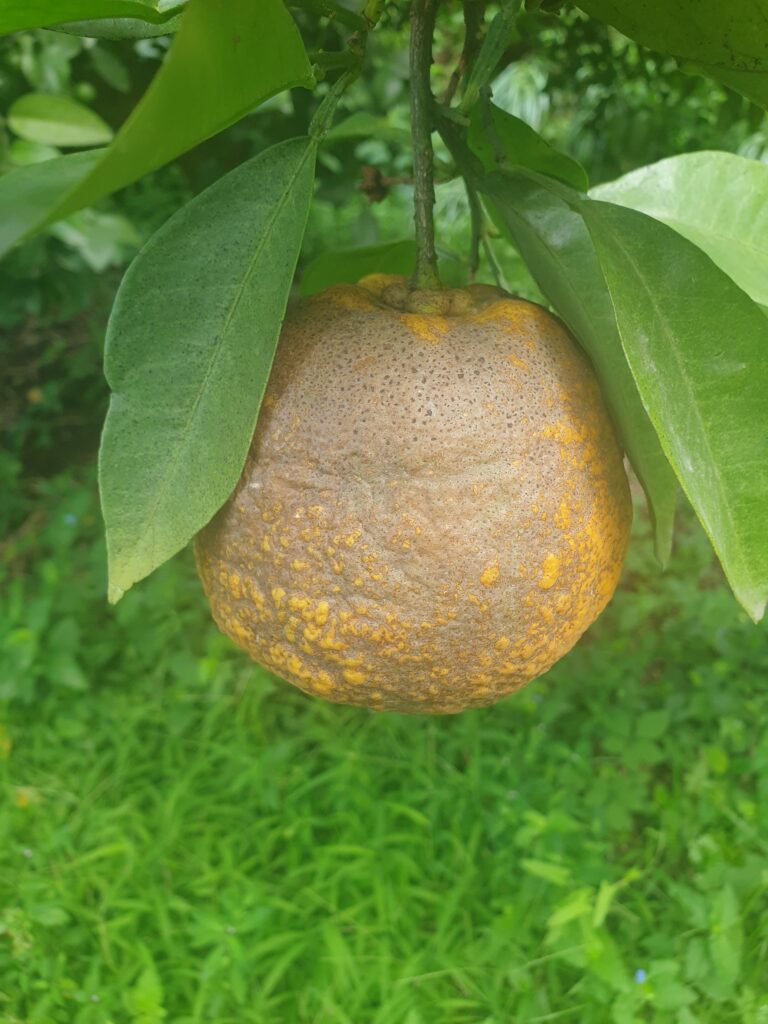 Citrus aurantium var. Cyathifera "Zadaidai"