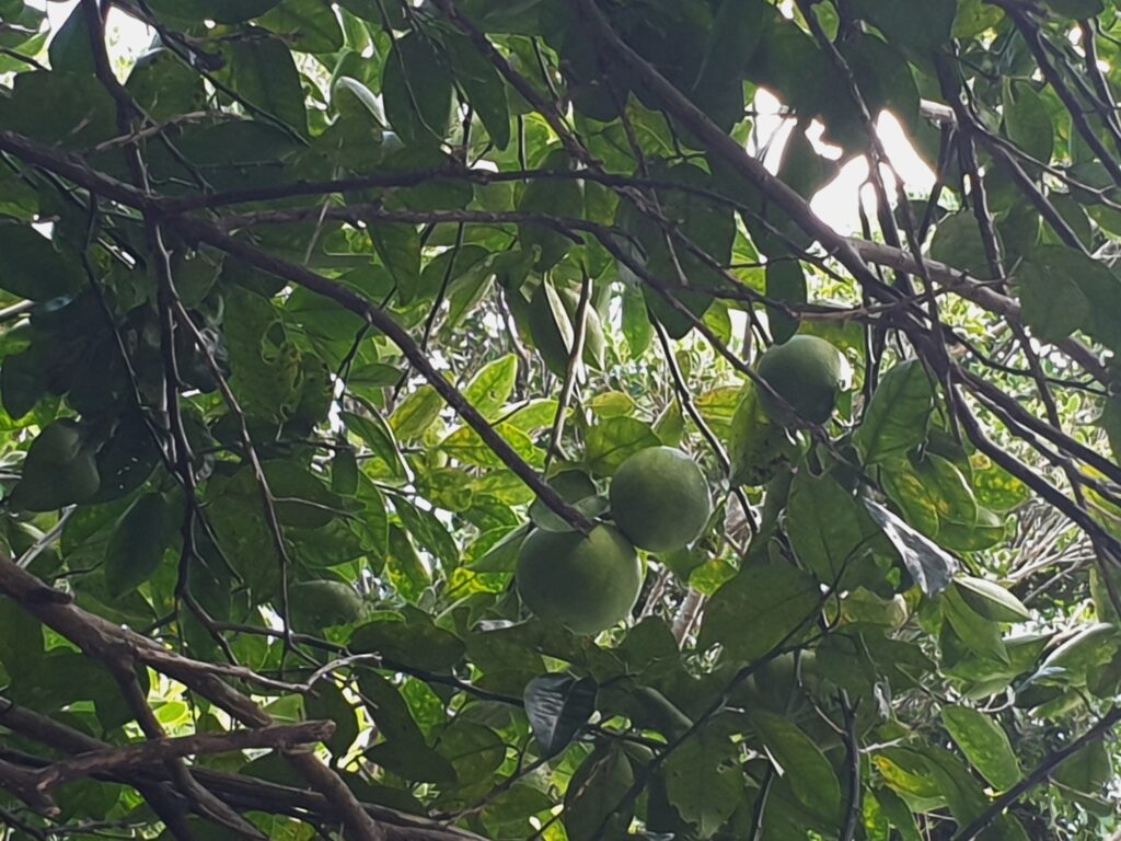 Citrus Luteo-Turgida Hort. Ex T. Tanaka "Deedee"