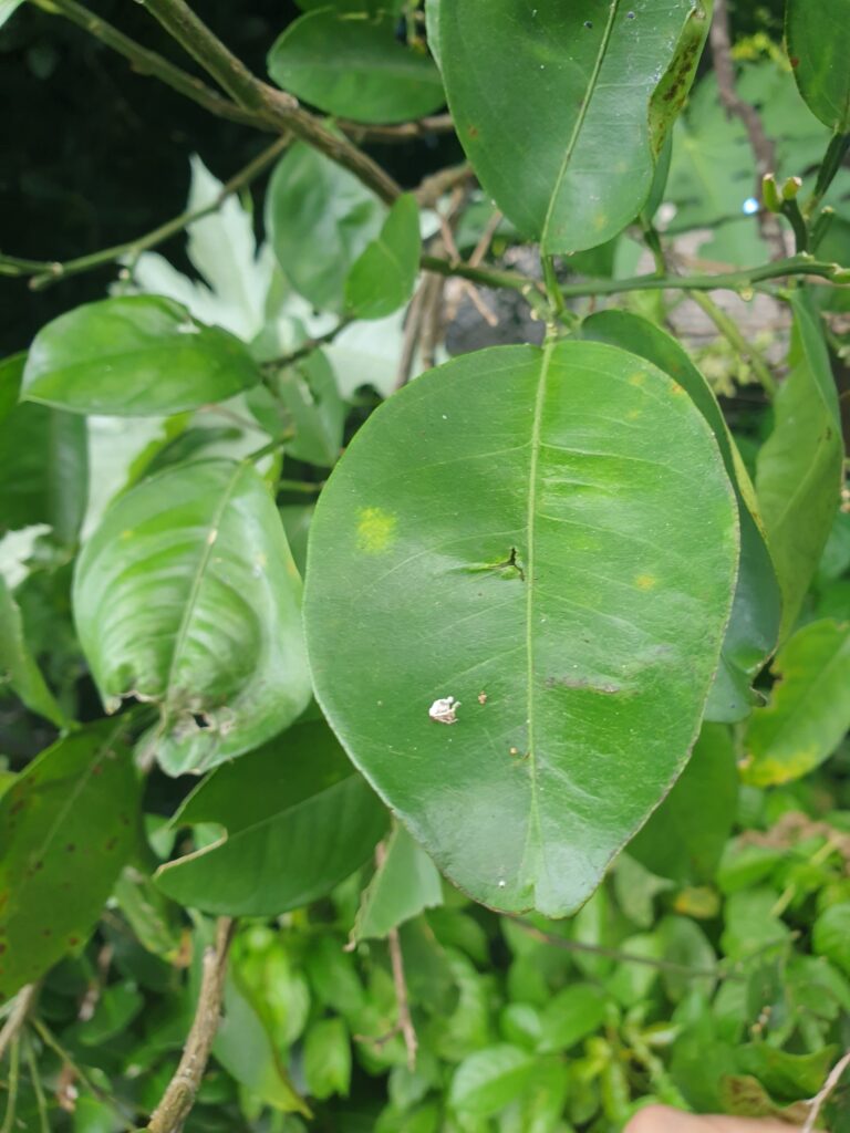 Citrus Luteo-Turgida Hort. Ex T. Tanaka "Deedee"