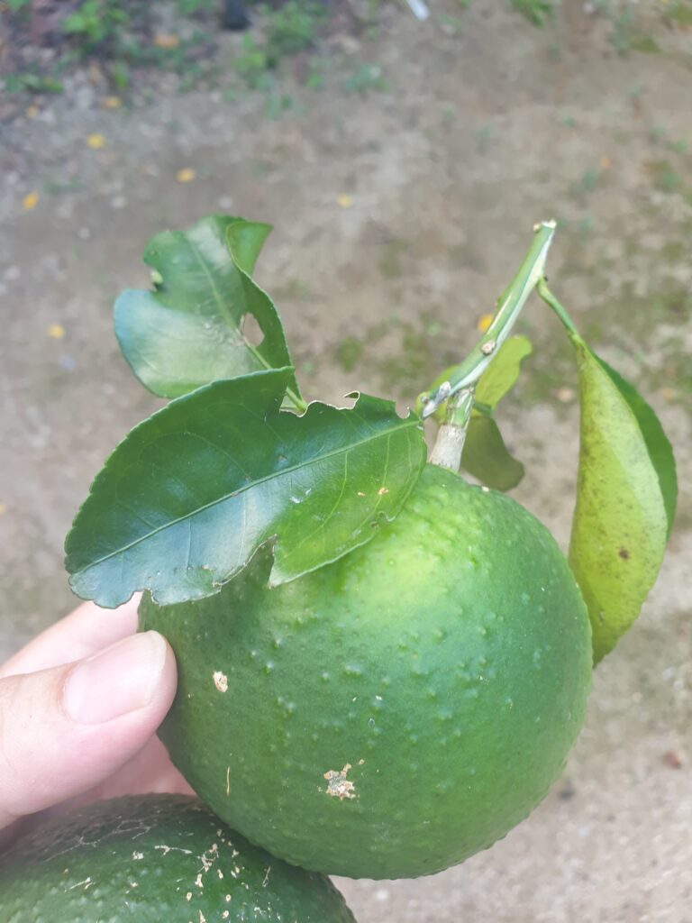 Citrus Luteo-Turgida Hort. Ex T. Tanaka "Deedee"