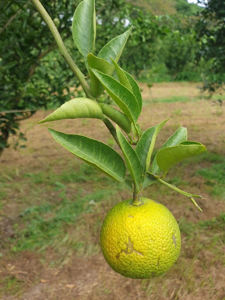 Citrus kizu hort. Ex Tanaka "Hebesu"