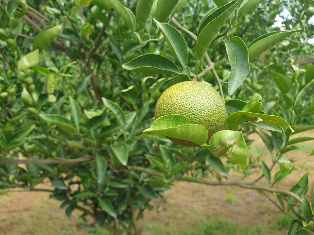 Citrus kizu hort. Ex Tanaka "Hebesu"