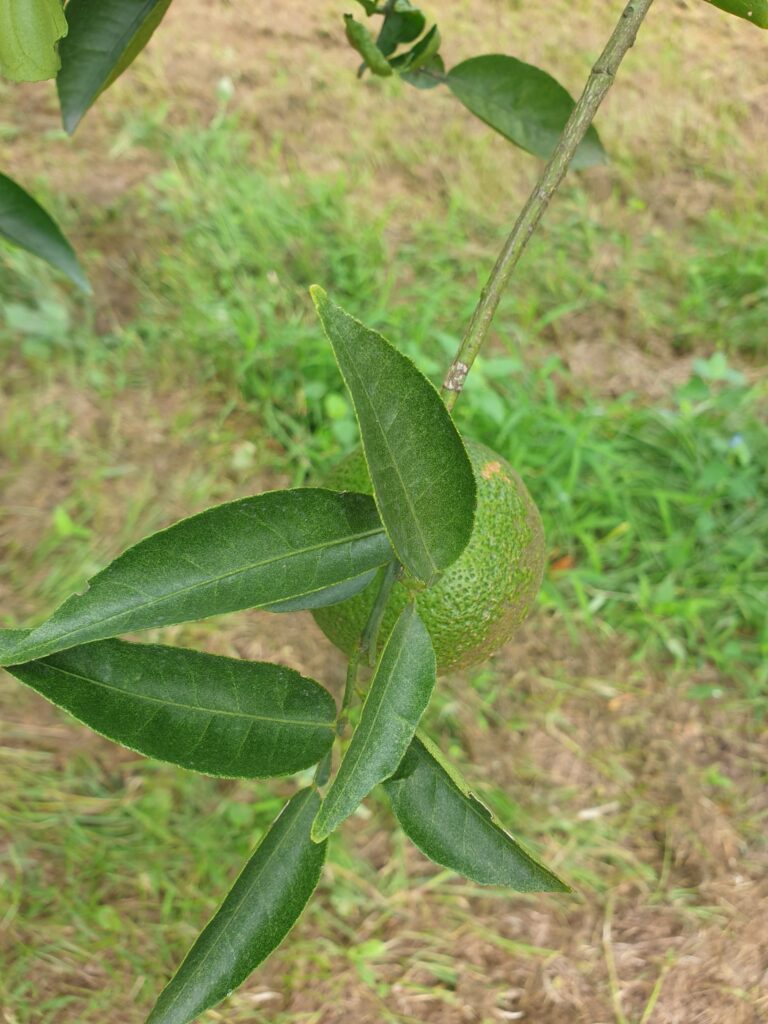 Citrus kizu hort. Ex Tanaka "Hebesu"