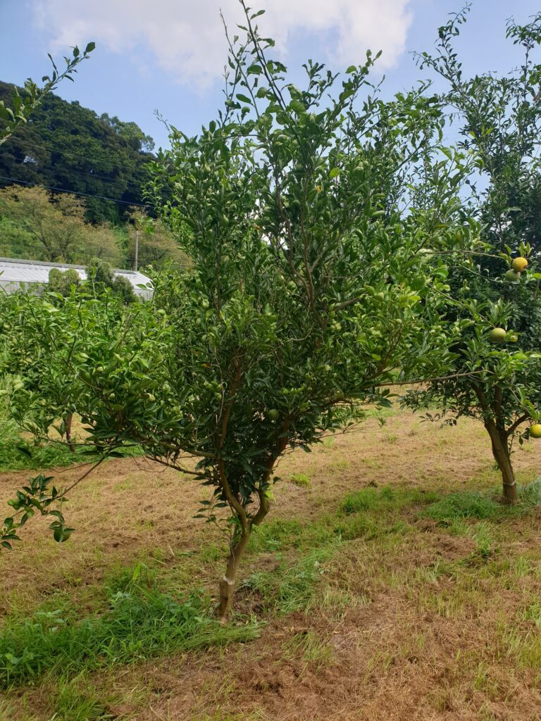 Citrus kizu hort. Ex Tanaka "Hebesu"