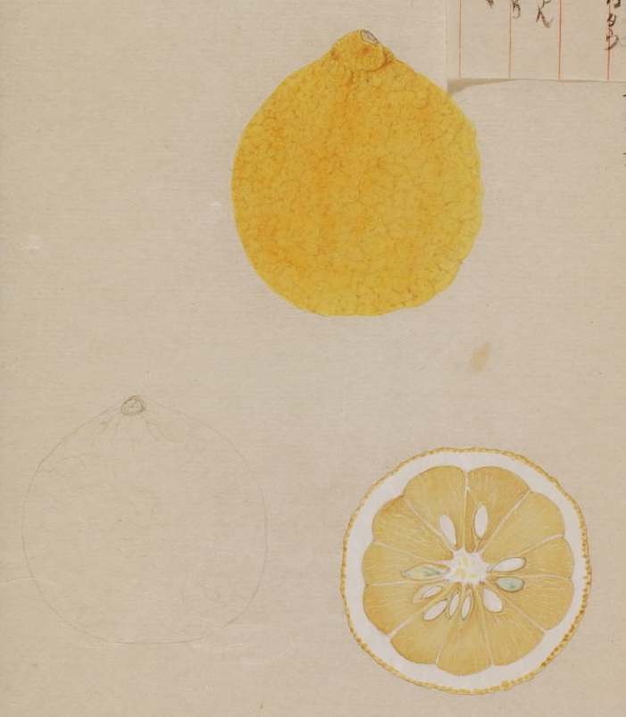Citrus Ujukitsu Hort. ex yu.tanaka "horaikan"