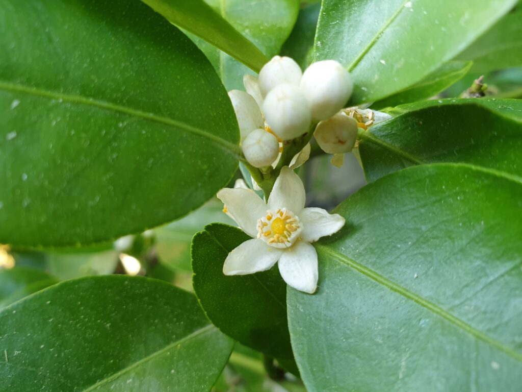 Citrus depressa Hayata „Shiikwaasa“