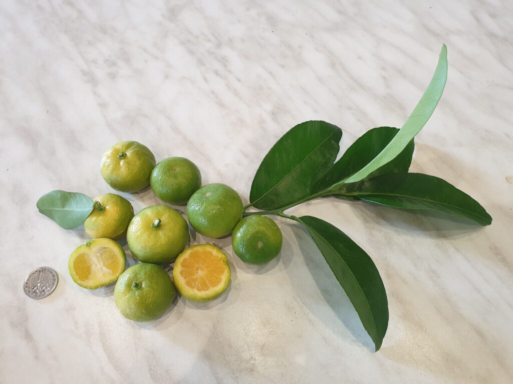 Citrus depressa Hayata „Shiikwaasa“