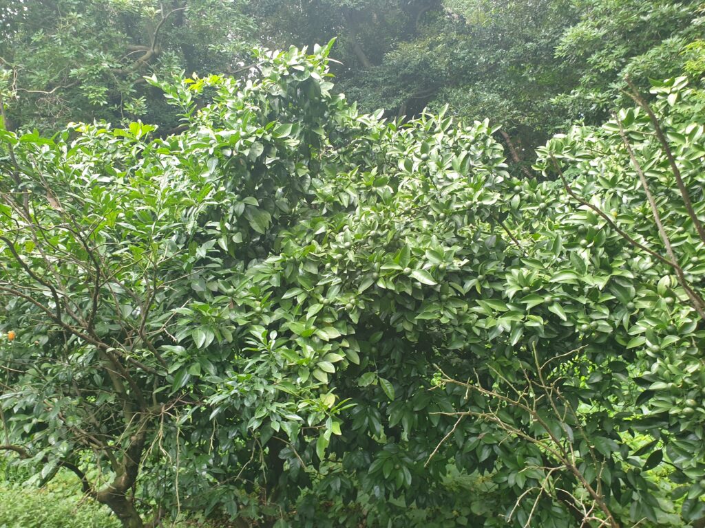 Citrus depressa Hayata „Shiikwaasa“