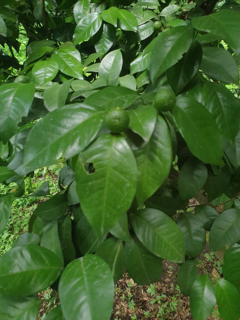 Citrus depressa Hayata „Shiikwaasa“