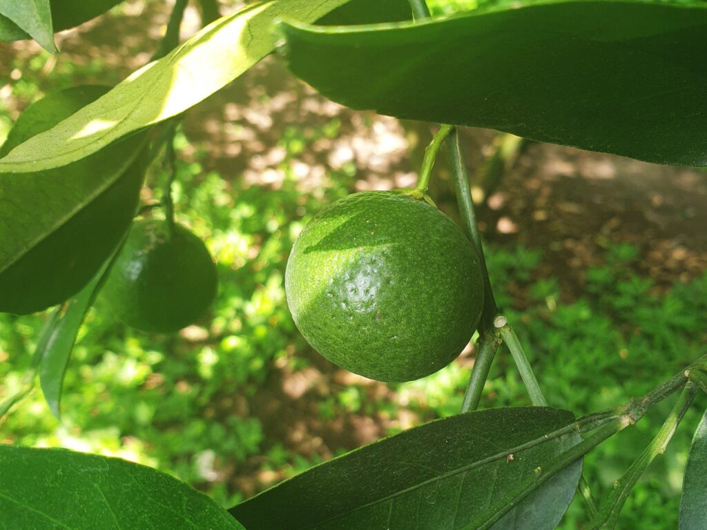 Citrus keraji hort. ex Tanaka 'Keraji'