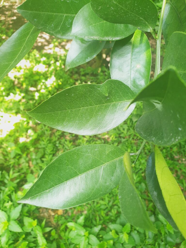 Citrus keraji hort. ex Tanaka 'Keraji'
