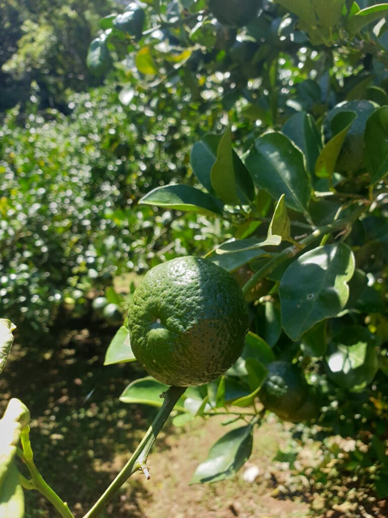 Citrus keraji var. kabuchii hort. ex Tanaka "Kabuchii" 