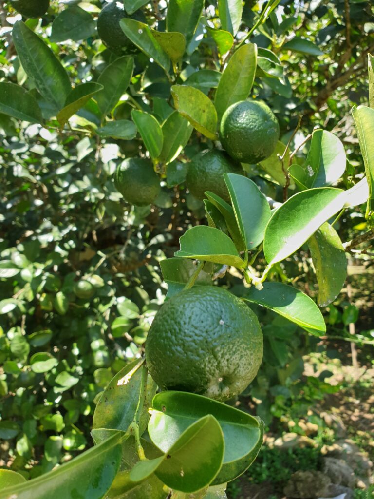 Citrus keraji var. kabuchii hort. ex Tanaka "Kabuchii" 