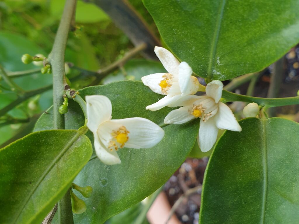 Citrus keraji var. kabuchii hort. ex Tanaka "Kabuchii" 
