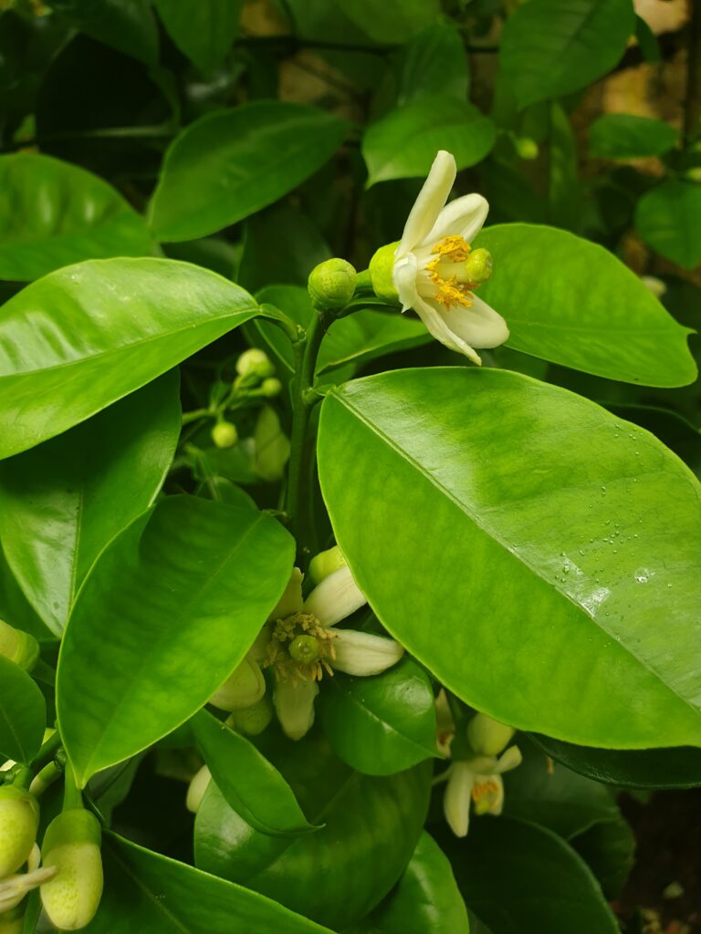 Pearlkan