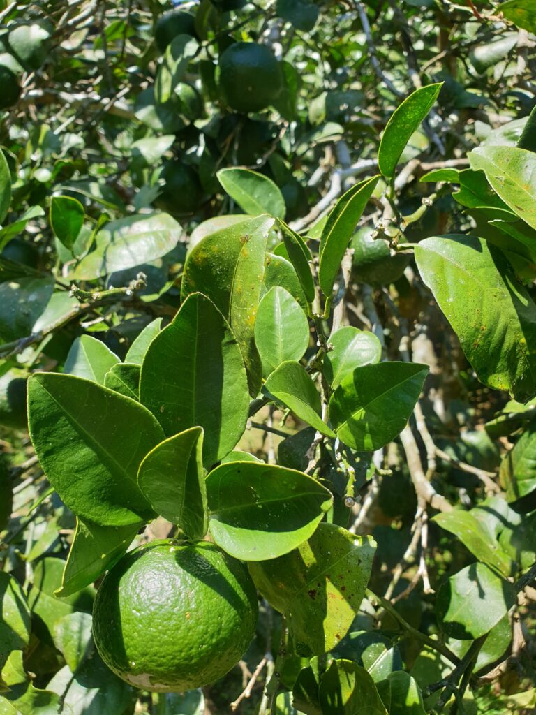 Citrus oto hort. ex Yu. Tanaka "Oto"