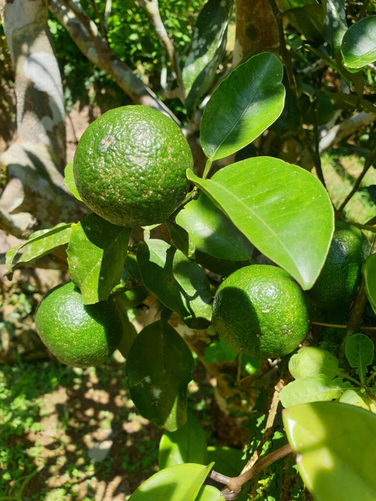 Citrus oto hort. ex Yu. Tanaka "Oto"
