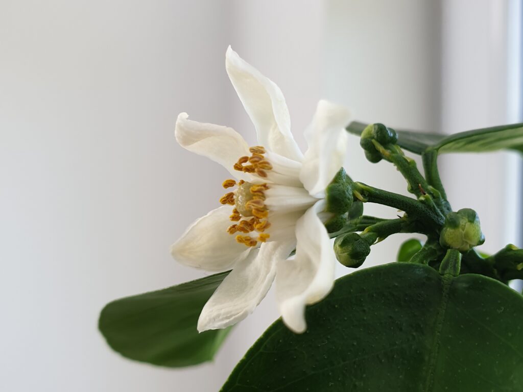 Citrus rokugatsu Hort. ex Yu.Tanaka „Rokugatsu-mikan“