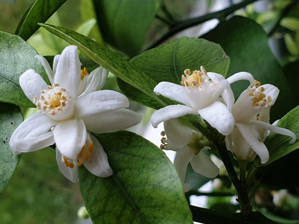 Citrus ryukyuensis Wu „Tanibuta“