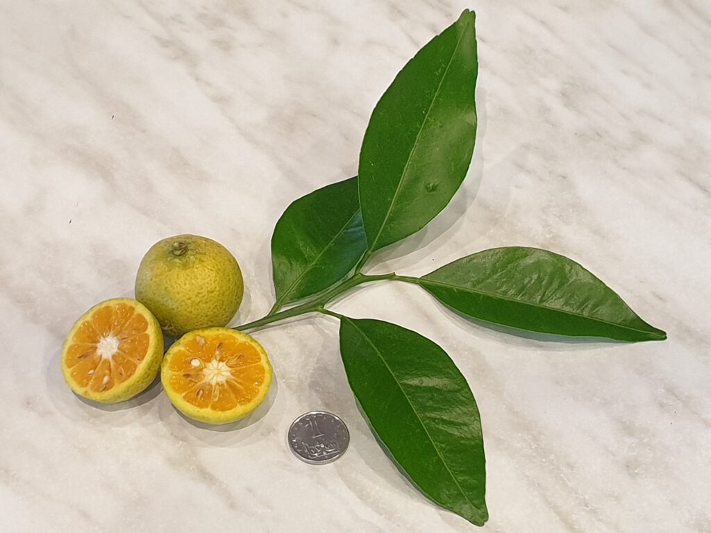 Citrus ryukyuensis Wu „Tanibuta“