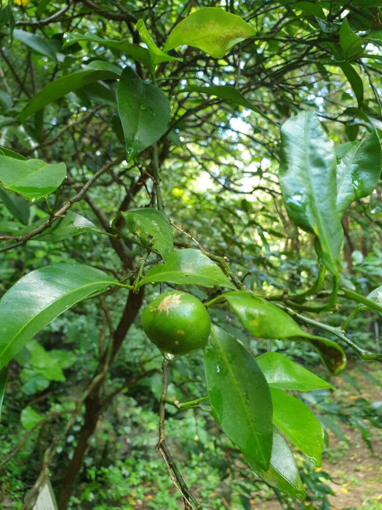 Citrus ryukyuensis Wu „Tanibuta“