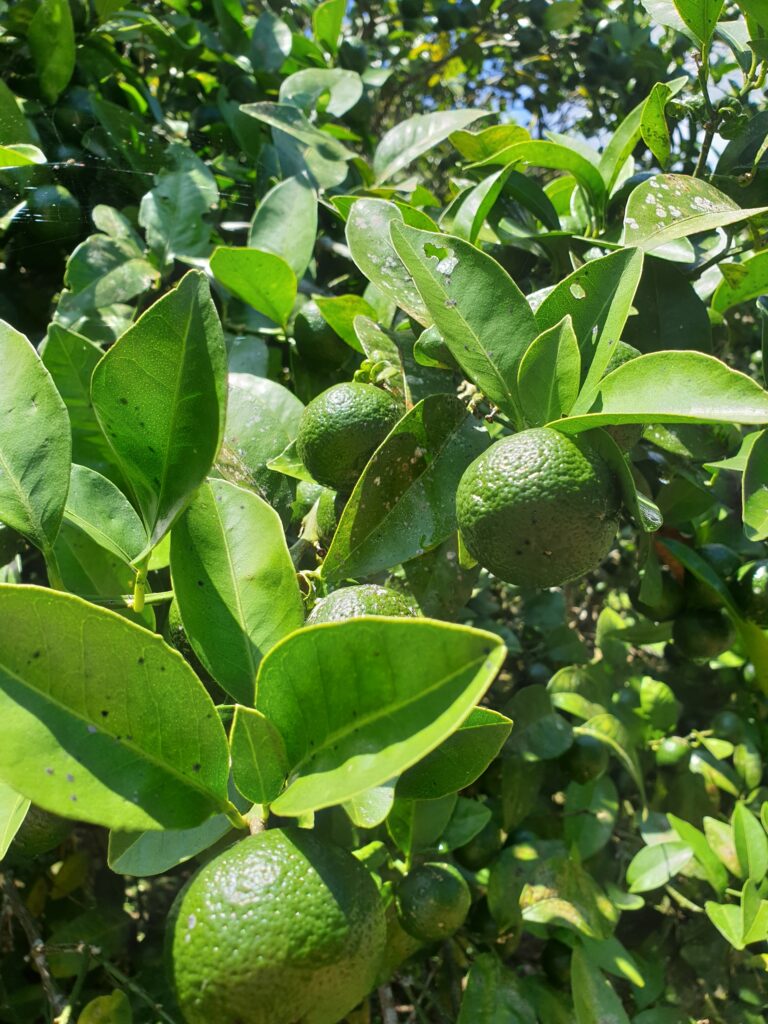Citrus tarogayo hort. ex Tanaka "Tarogayo"