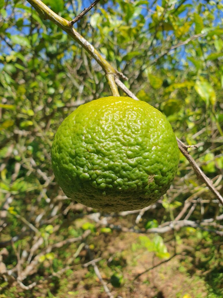 Citrus tarogayo hort. ex Tanaka "Tarogayo"
