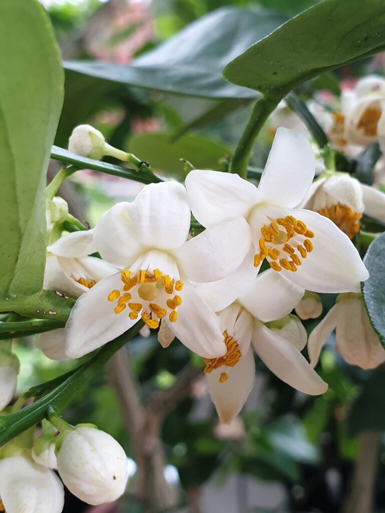Citrus tarogayohort. ex Tanaka „Tarogayo“