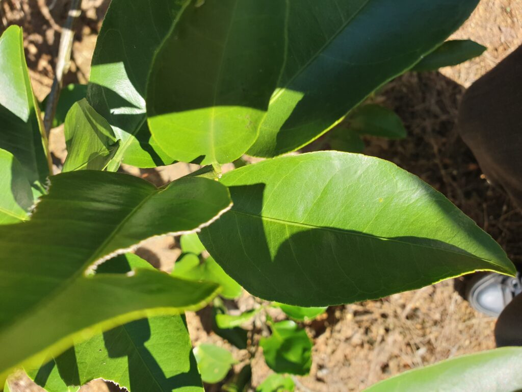 Citrus yanbaruensis hort. ex Tanaka 'Yukunibu' 
