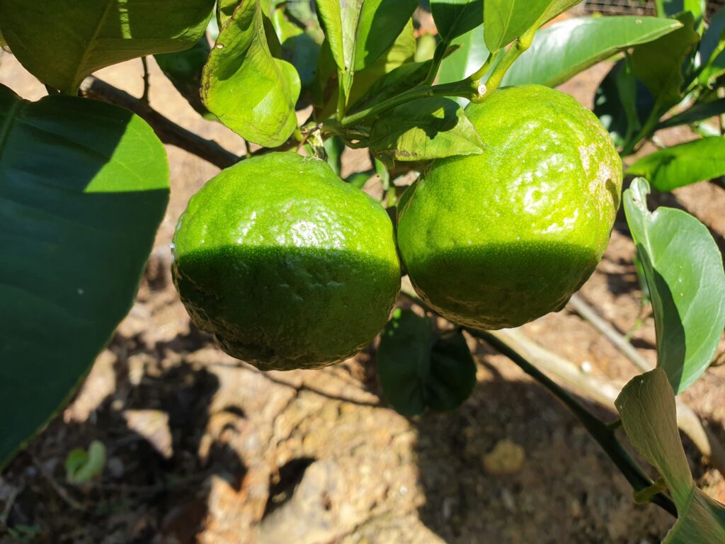 Citrus yanbaruensis hort. ex Tanaka 'Yukunibu' 