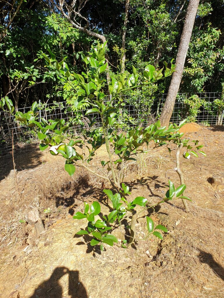 Citrus yanbaruensis hort. ex Tanaka 'Yukunibu' 
