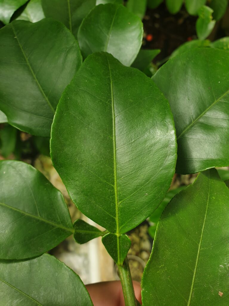 Citrus yuge-hyokan Hort. ex Yu.Tanaka "Yuge Hyōkan"