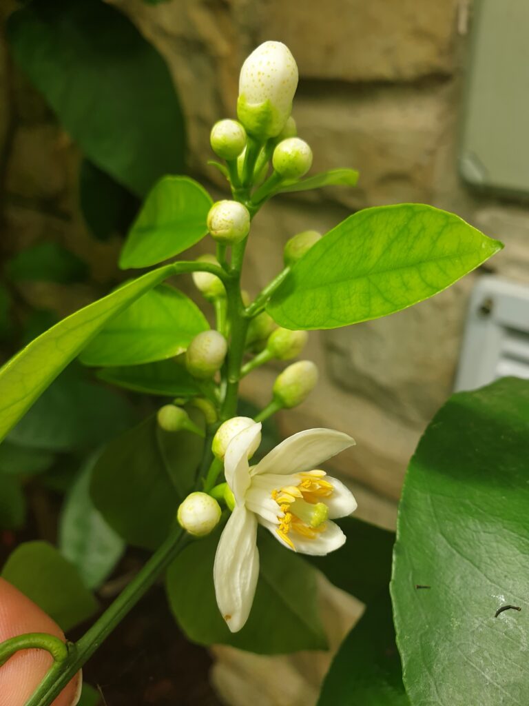 Citrus yuge-hyokan Hort. ex Yu.Tanaka "Yuge Hyōkan"