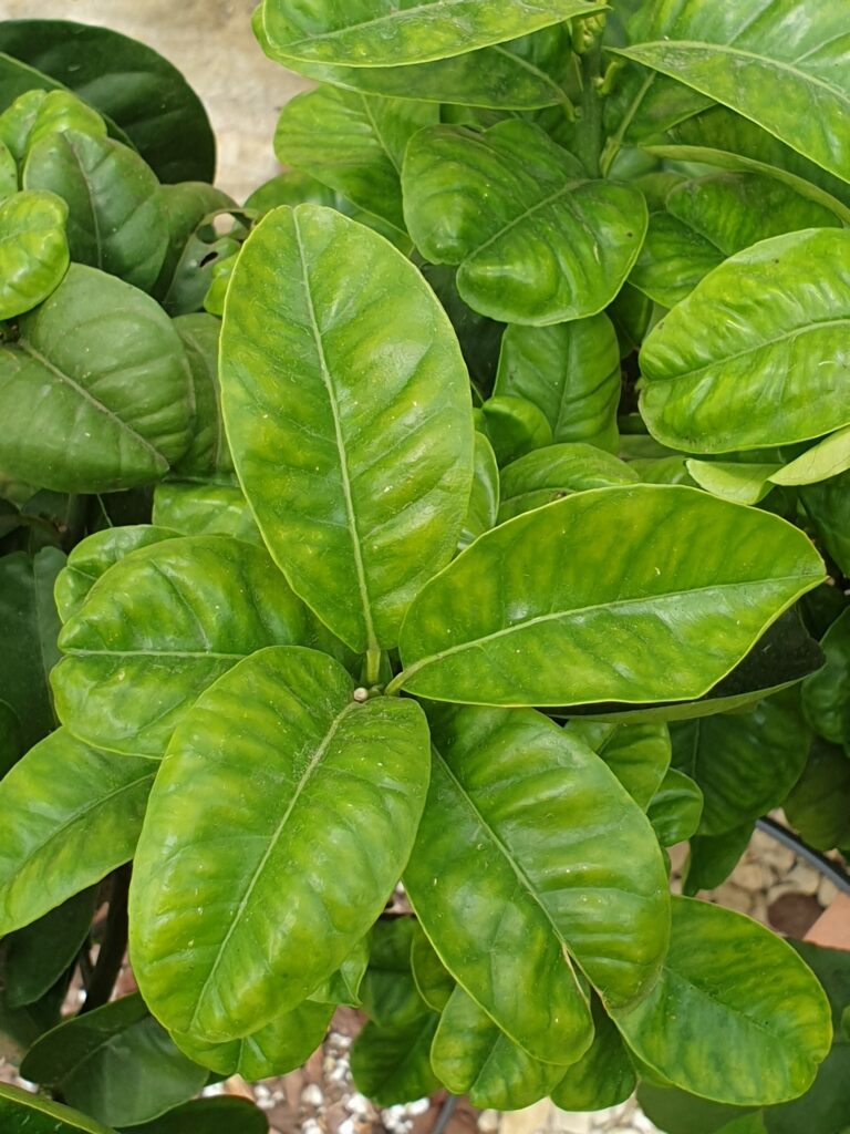 Citrus aurantium ‘Crispifolia’