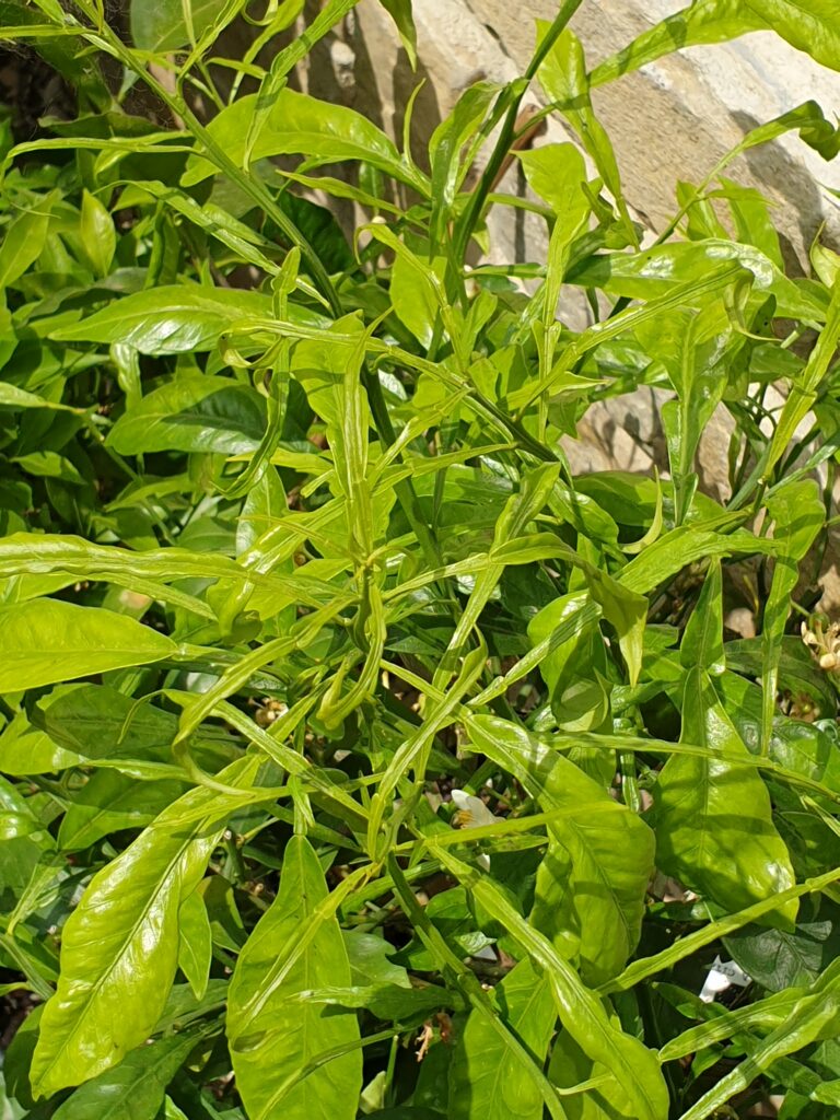Citrus aurantium ‘Salicifolia’
