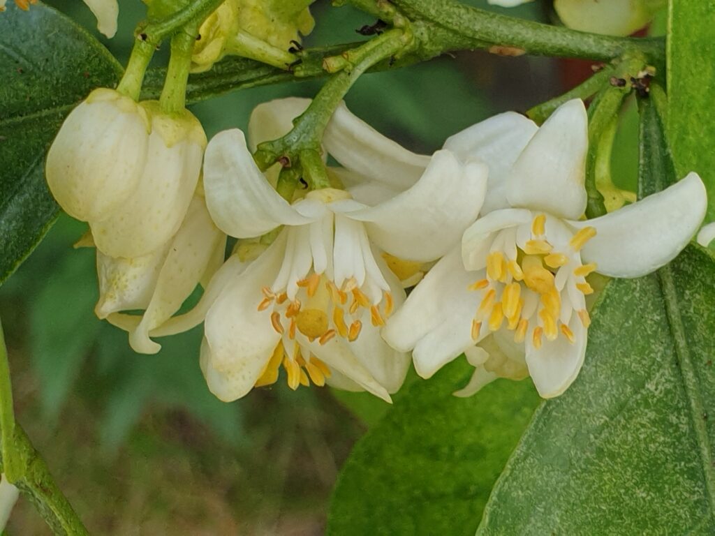 Citrus oto hort. ex Yu. Tanaka "Oto"