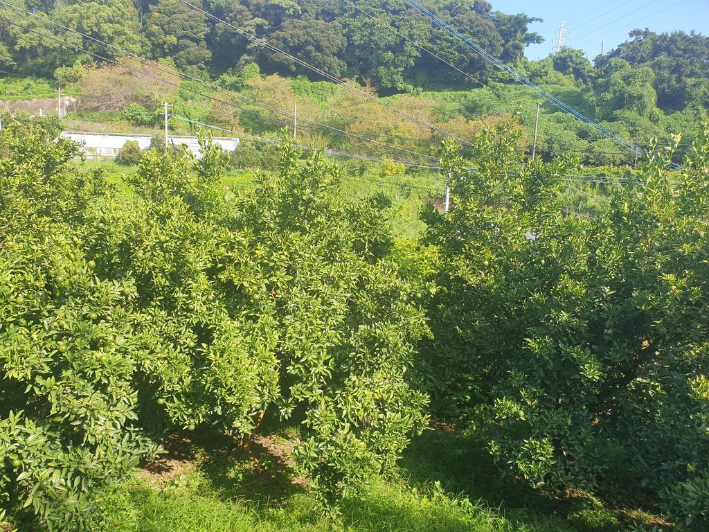 Toso Garden v Kagošimě