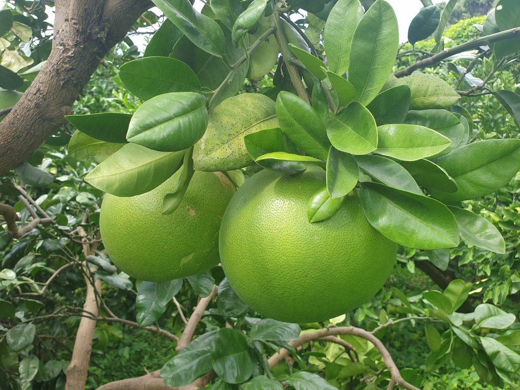 Bampeyu