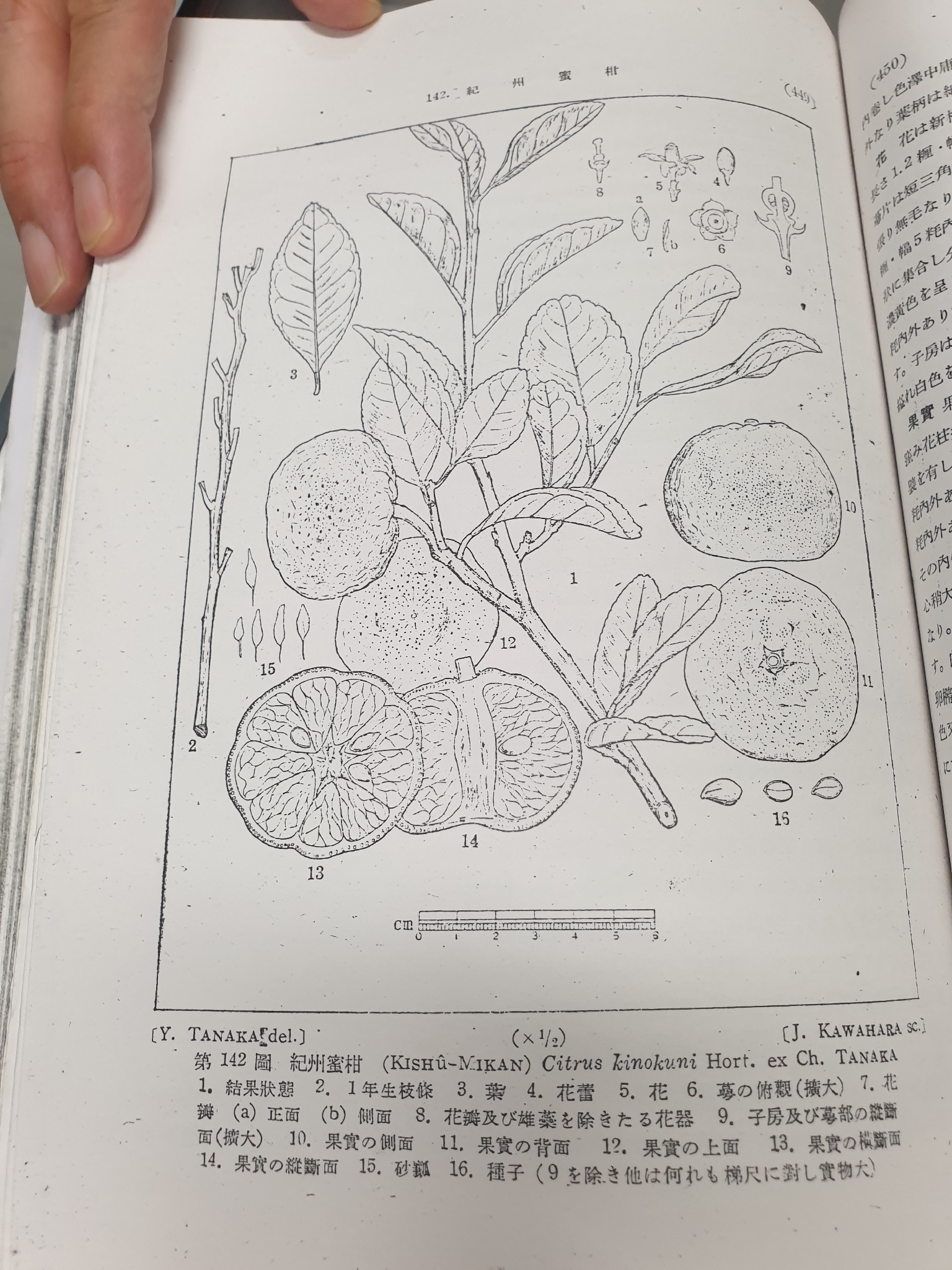 Tanakova monografie