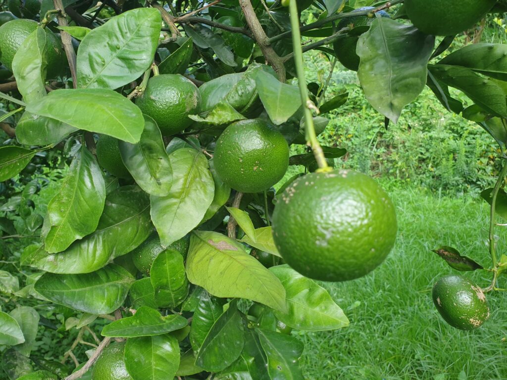 Unshū mikan