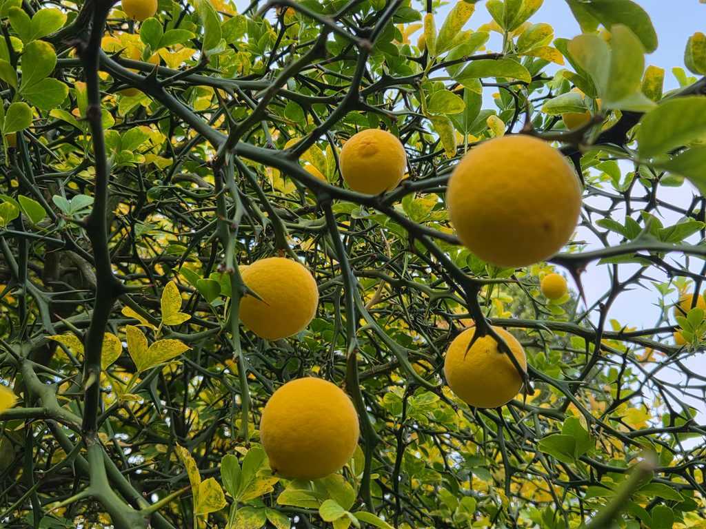 Poncirus trifoliata