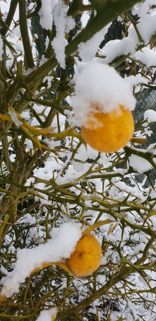 Poncirus trifoliata (L.) Raf.