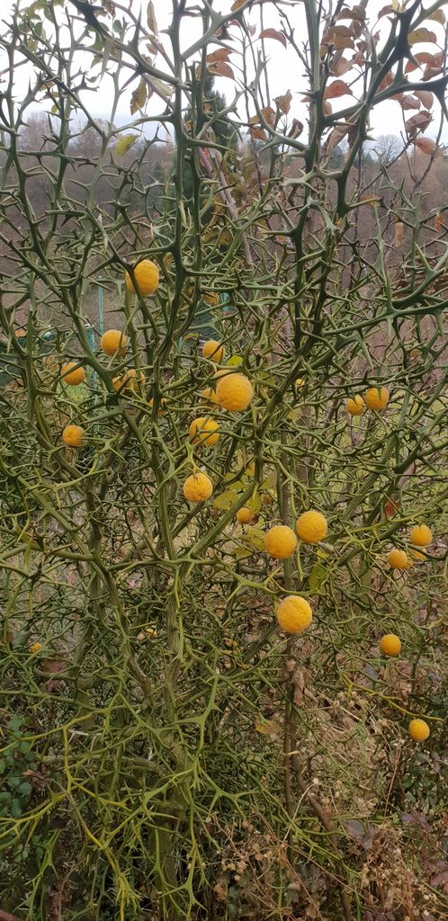 Poncirus trifoliata (L.) Raf.