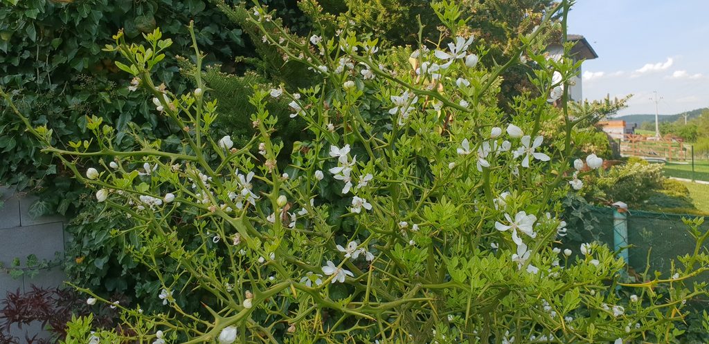 Poncirus trifoliata (L.) Raf.