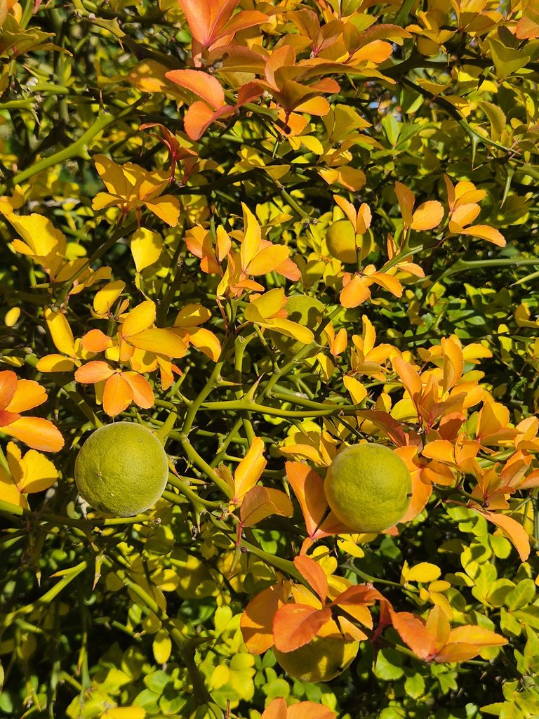 Poncirus trifoliata (L.) Raf.