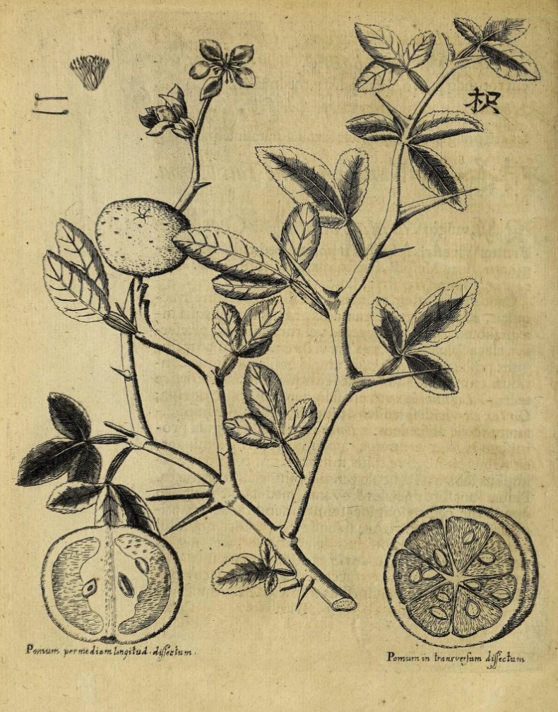 IIlustrace Poncirus trifoliata, Kaempfer, E.