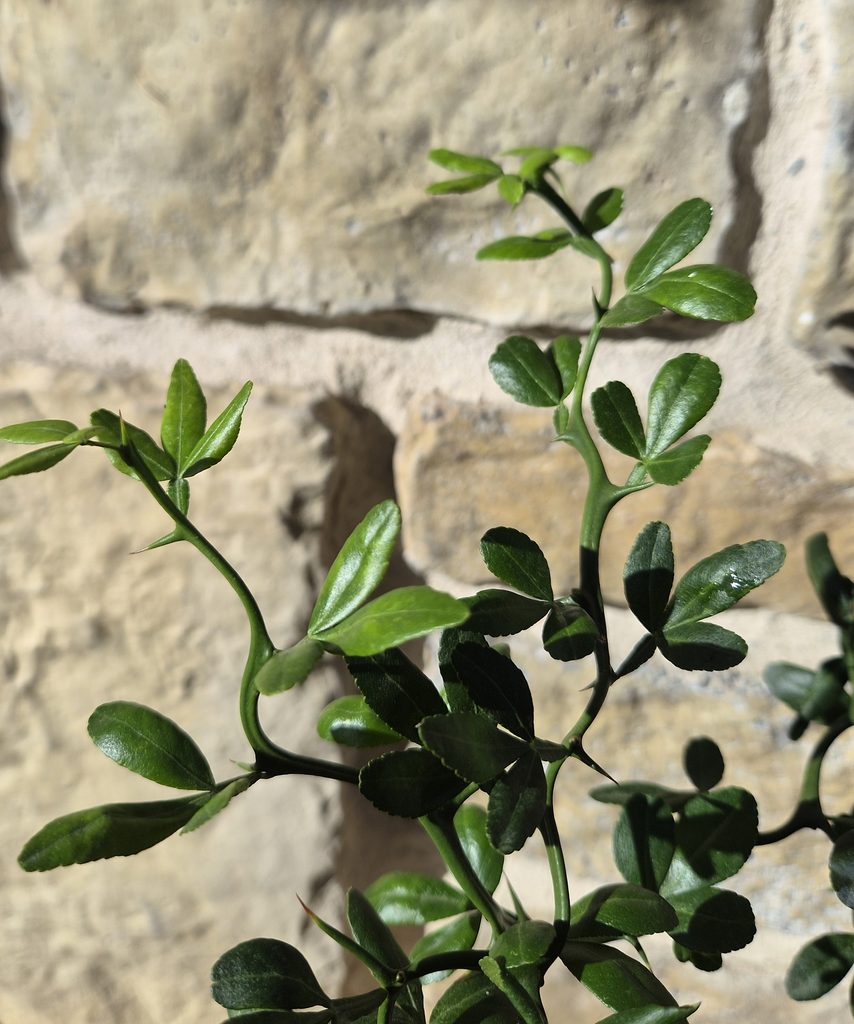 Poncirus trifoliata var. forms (T. Itô) Swingle (1916) — dwarf mutations of the "Flying Dragon"